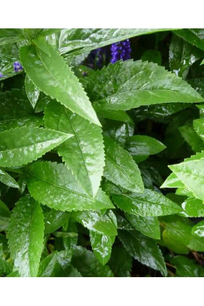 Вероніка колосиста зелене зубчасте листя після дощу